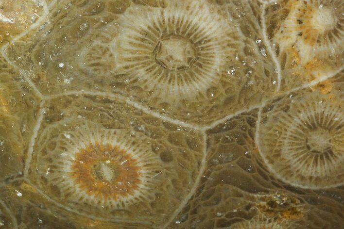 Polished Fossil Coral (Actinocyathus) - Morocco #100637